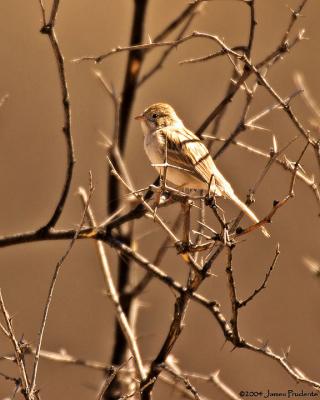 Brewer's Sparrow