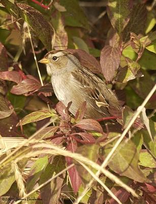 Imm. White-crowned Sparrow