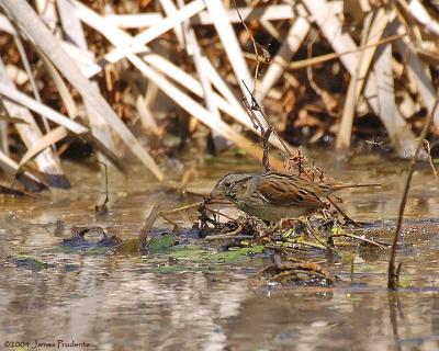 Swamp Sparrow