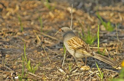 Black-chinned Sparrow