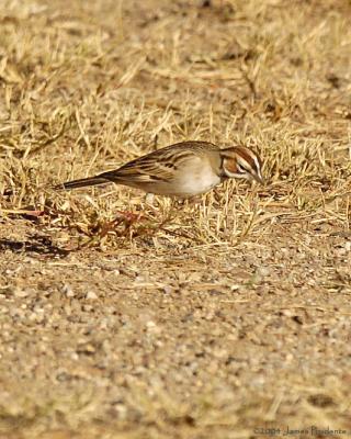 Lark Sparrow
