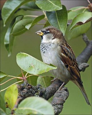 House Sparrow