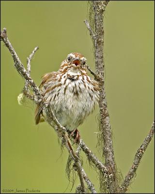 Song Sparrow