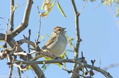 Chipping Sparrow