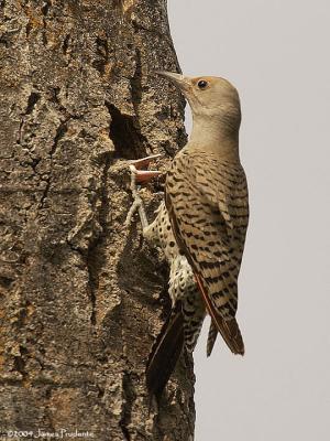 N. Flicker Red-shafted