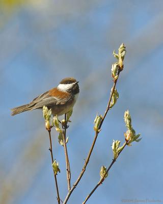 Chestnut-backed Chickadee