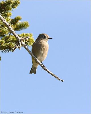 Mountain Bluebird