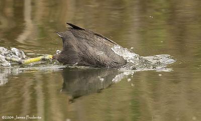 American Coot