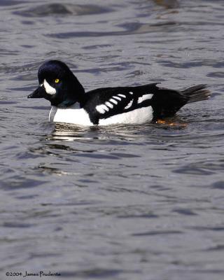 Barrow's Goldeneye