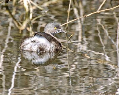 Least Grebe