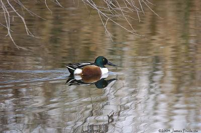 Northern Shoveler