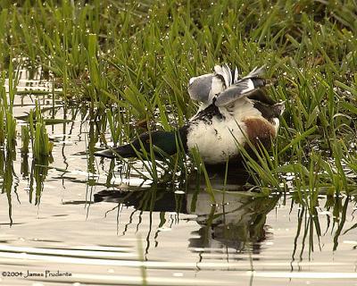 Northern-Shoveler Drake