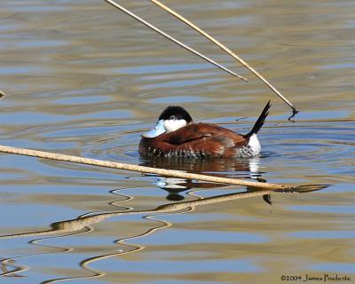 Ruddy Duck