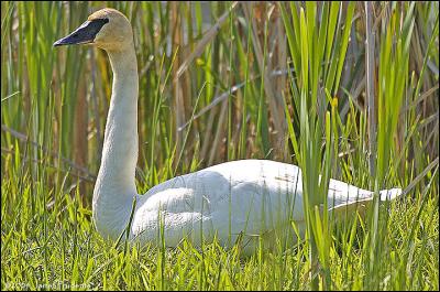 Trumpeter Swan