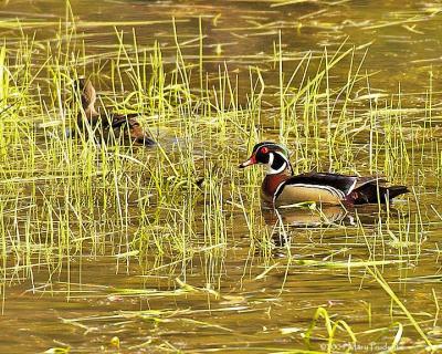 Wood  Ducks