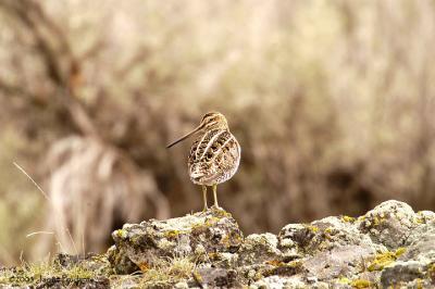 Common Snipe