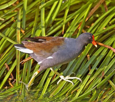 Moorhen