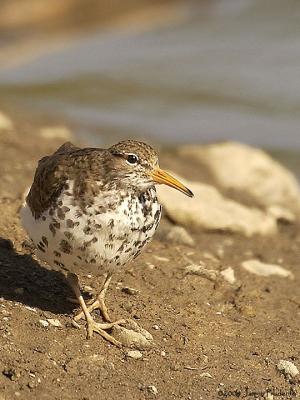 Spotted Sandpiper