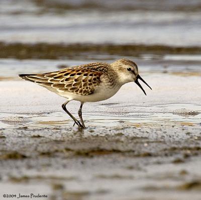 Western Sandpiper