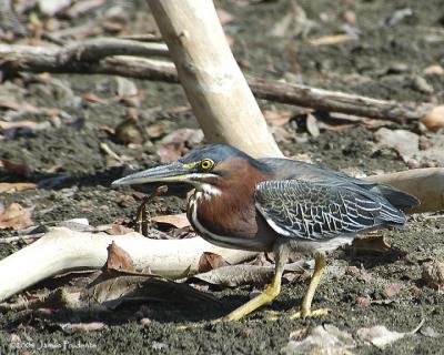 Green Heron