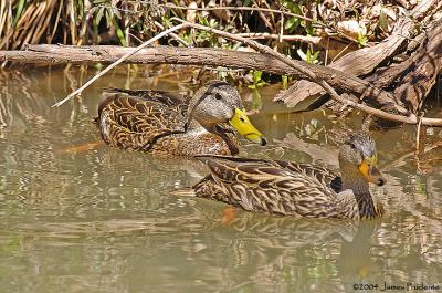 Mexican Mallards