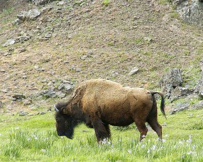 u49/silverbowff/medium/36253768.AmericanBison.jpg