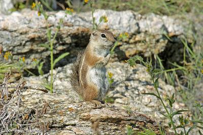 Harris' Antelope Squirrel