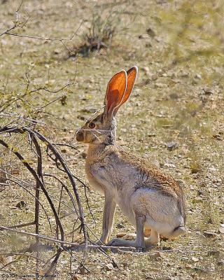 Antelope Jackrabbit