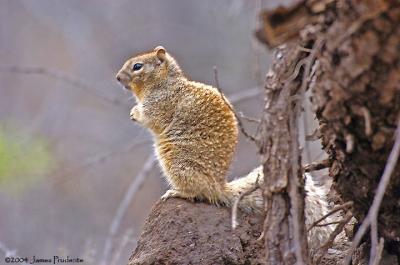 Arizona Ground Squirrel