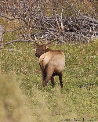 Bull Elk
