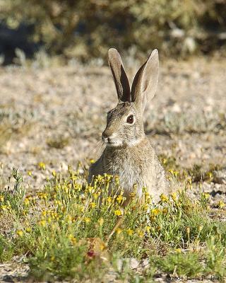 Desert Cottontail