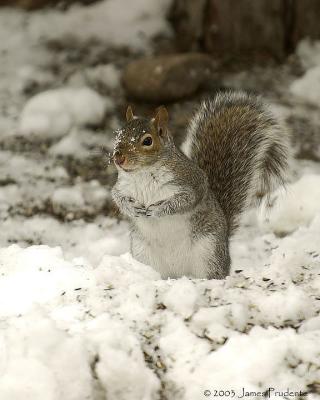 Eastern Gray Squirrel