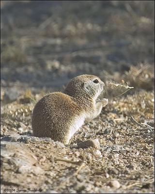 Round-tailed Ground Squirrel