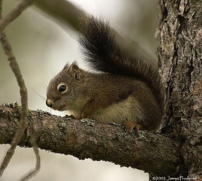 Red Squirrel