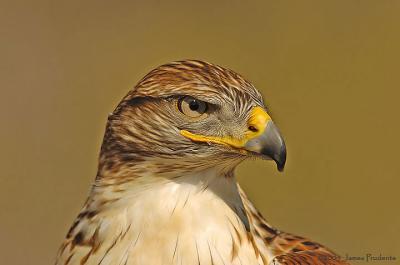 Ferruginous Hawk (Captive)