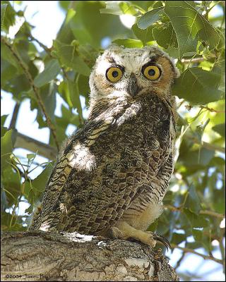 Juv. Great Horned Owl