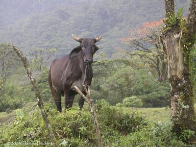 Costa Rica Cow