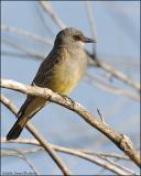 Cassins Kingbird