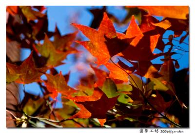 DSC_1096.jpg