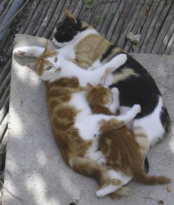 3 cats on Capri.