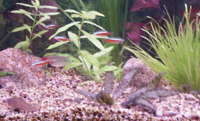 u49/sing2golf/medium/36508431.Fishtank.jpg