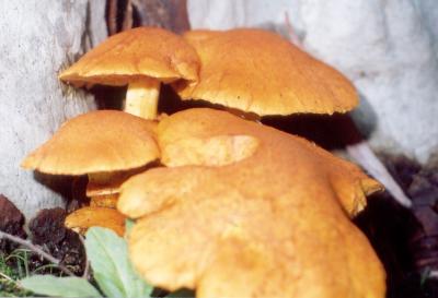 Mushrooms 002.jpg