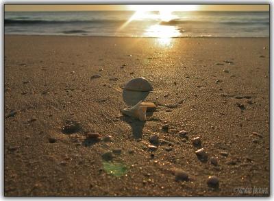Shells in the Sunset