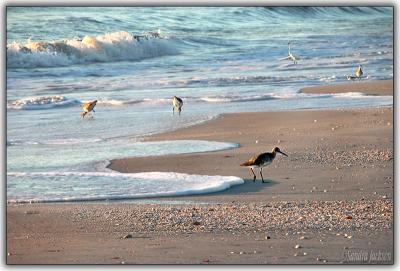 Shore birds...