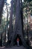 Big tree, little me