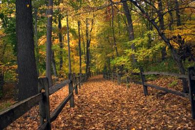 Forest Path
