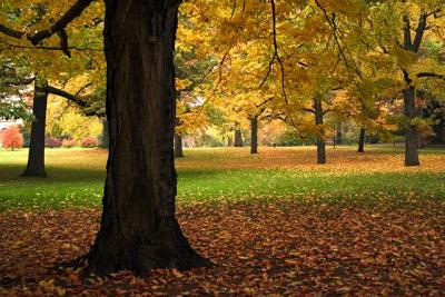 Trees in Autumn