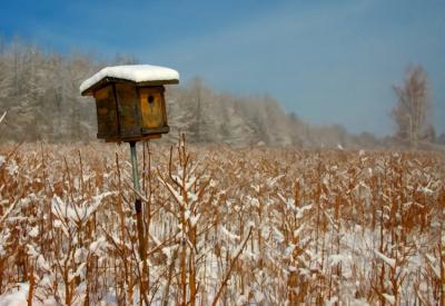 Birdhouse at Marshlands