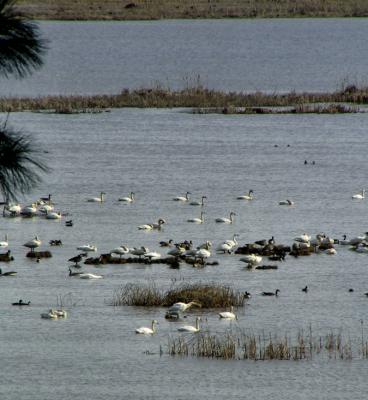 Swans, Kalispel Lake