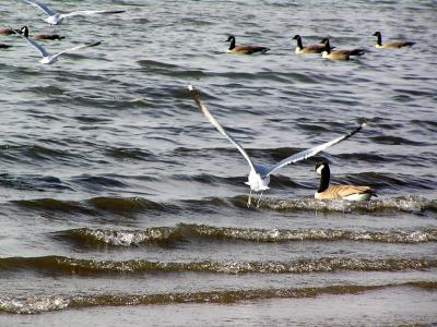 seagull.jpg